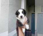 Small Photo #3 Australian Shepherd Puppy For Sale in GIBSONTON, FL, USA