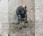 Small #20 Poodle (Miniature)-Poodle (Standard) Mix