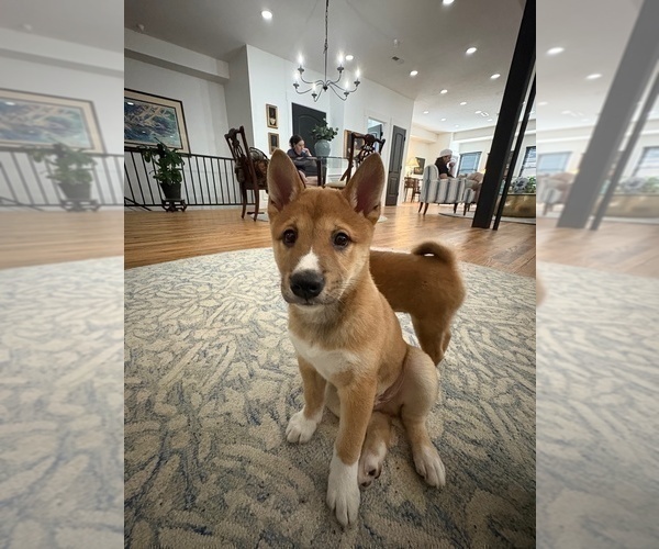 Medium Photo #25 Shiba Inu Puppy For Sale in HARRISONBURG, VA, USA