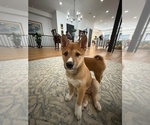 Small #24 Shiba Inu