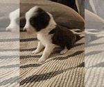 Puppy Puppy 2 Border Collie