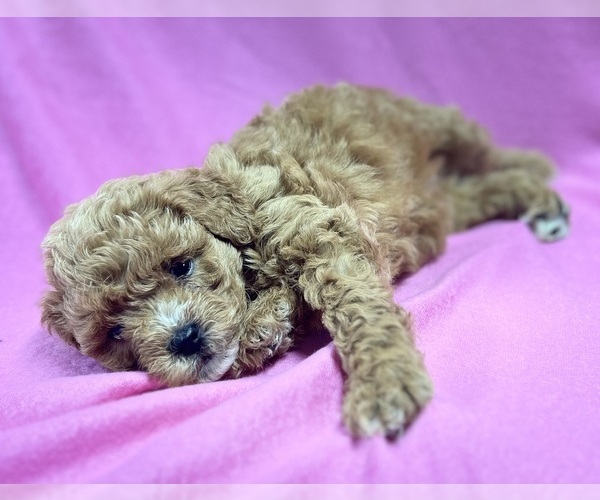 Medium Photo #6 Shih-Poo Puppy For Sale in DUNDEE, OH, USA