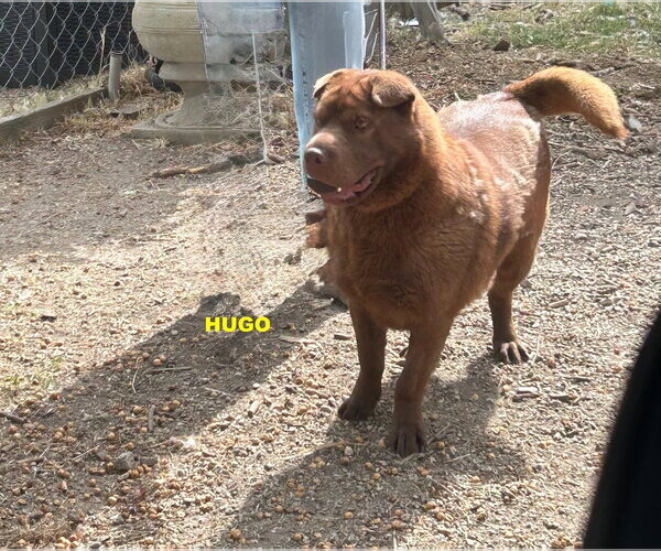 Medium Photo #5 Mutt Puppy For Sale in Woodland Hills, CA, USA