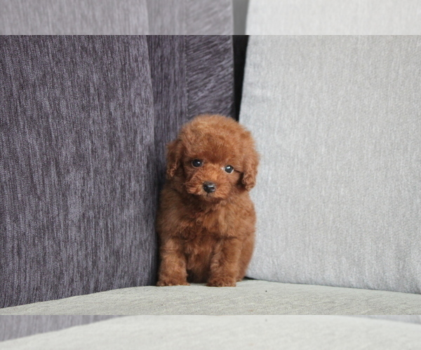 View Ad Poodle (Toy) Puppy for Sale near California, SAN FRANCISCO