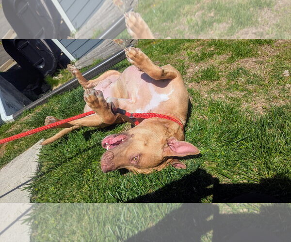Medium Photo #7 Carolina Dog-Pharaoh Hound Mix Puppy For Sale in Rockaway, NJ, USA