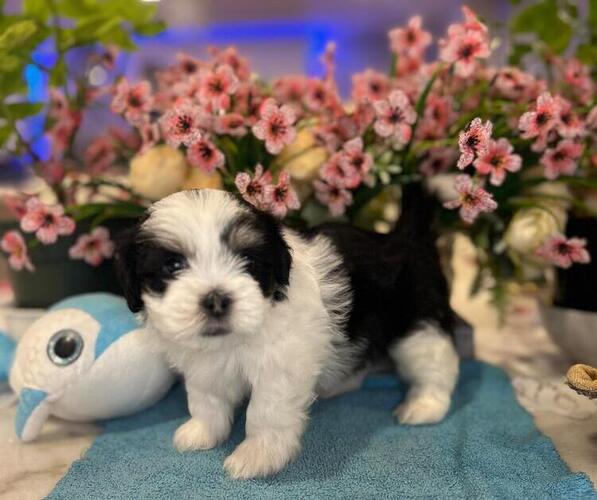 Medium Photo #8 Hava-Apso Puppy For Sale in METUCHEN, NJ, USA