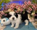 Small #7 Hava-Apso