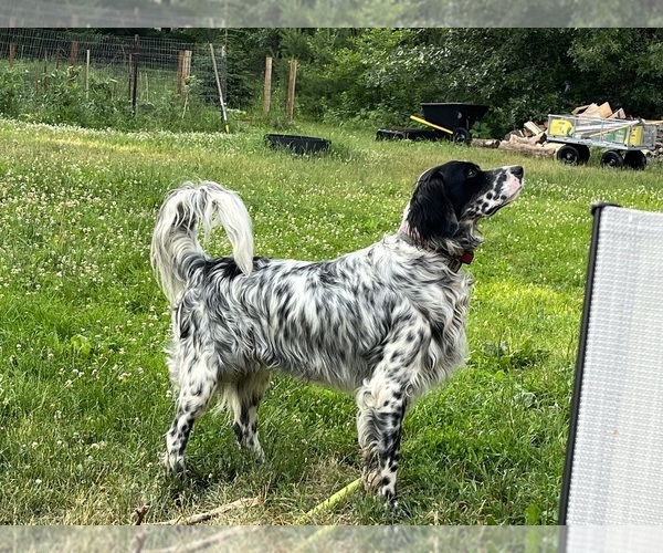 Medium Photo #1 Llewellin Setter Puppy For Sale in ELK MOUND, WI, USA