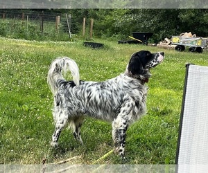 Father of the Llewellin Setter puppies born on 05/04/2025