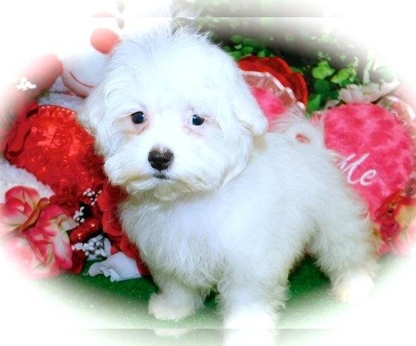 Medium Photo #2 Maltese Puppy For Sale in HAMMOND, IN, USA
