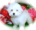 Small Photo #2 Maltese Puppy For Sale in HAMMOND, IN, USA