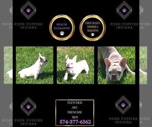 French Bulldog Puppy for sale in WARSAW, IN, USA