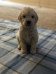 Small Photo #44 Goldendoodle Puppy For Sale in VACAVILLE, CA, USA