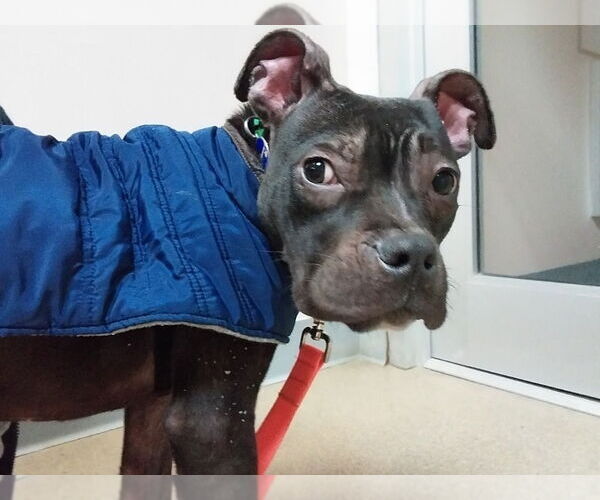 Medium Photo #2 American Staffordshire Terrier Puppy For Sale in Sayreville, NJ, NJ, USA