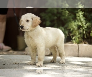 Golden Retriever Puppy for sale in MAGNOLIA, TX, USA