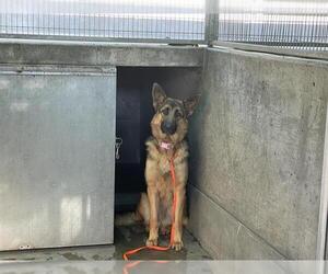 German Shepherd Dog Dogs for adoption in Pasadena, CA, USA