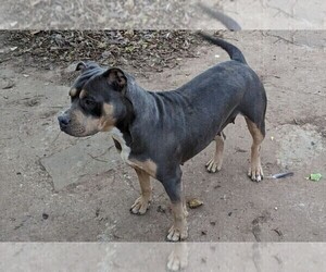 Mother of the American Bully puppies born on 07/01/2023