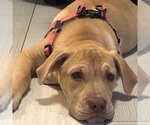 Small Photo #3 Labrador Retriever Puppy For Sale in miami, FL, USA