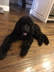 Poodle (Standard) Puppy for sale in AZLE, TX, USA