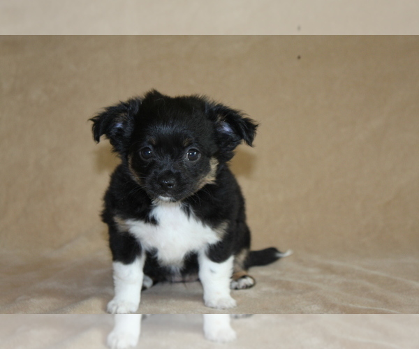 Medium Photo #1 Chihuahua Puppy For Sale in HUDSONVILLE, MI, USA