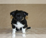 Puppy 1 Chihuahua