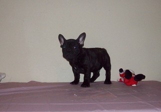 French Bulldog Puppy for sale in WATTS, OK, USA