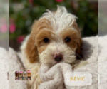 Small #1 Cavapoo