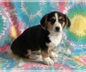 Pembroke Welsh Corgi Puppy for sale in LANCASTER, PA, USA