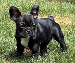 Small Photo #1 French Bulldog Puppy For Sale in MARYSVILLE, WA, USA