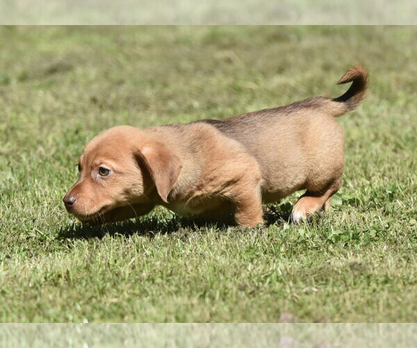 Medium Photo #3 Dachsador Puppy For Sale in Mechanicsburg, PA, USA