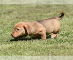 Small #2 Dachsador