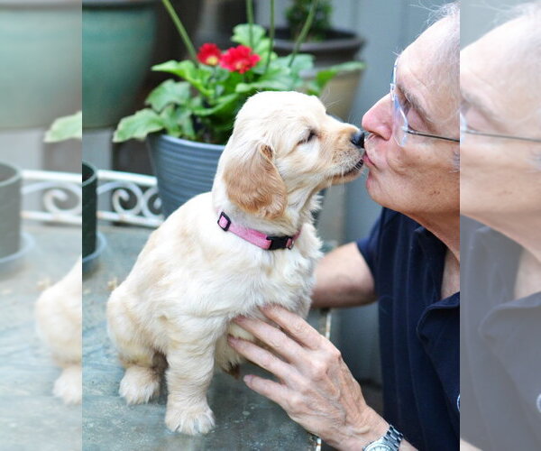 Medium Photo #4 Golden Retriever Puppy For Sale in Enfield, CT, USA