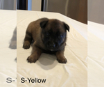 Small Photo #11 Belgian Malinois Puppy For Sale in LABADIE, MO, USA