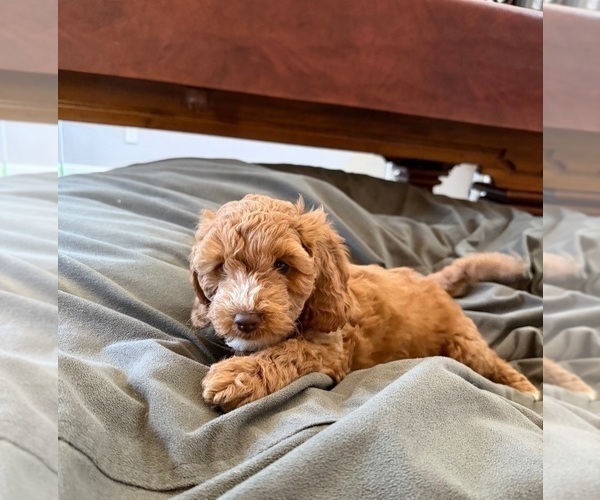 Medium Photo #4 Cock-A-Poo Puppy For Sale in FOLSOM, CA, USA