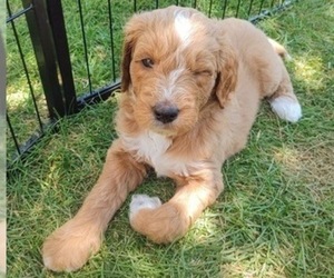 Goldendoodle Puppy for sale in FISHERS, IN, USA