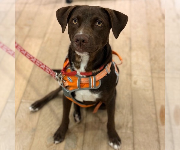 Medium Photo #25 Chocolate Labrador retriever-Unknown Mix Puppy For Sale in Canton, CT, USA