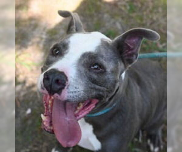 Medium Photo #13 American Pit Bull Terrier Puppy For Sale in Glen Allen, VA, USA