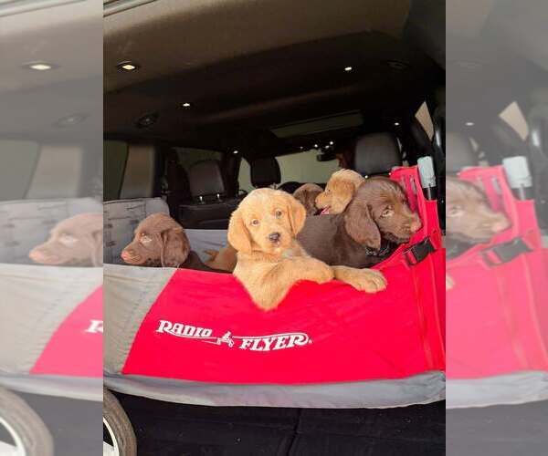 Medium Photo #1 Labradoodle Puppy For Sale in CONNERSVILLE, IN, USA