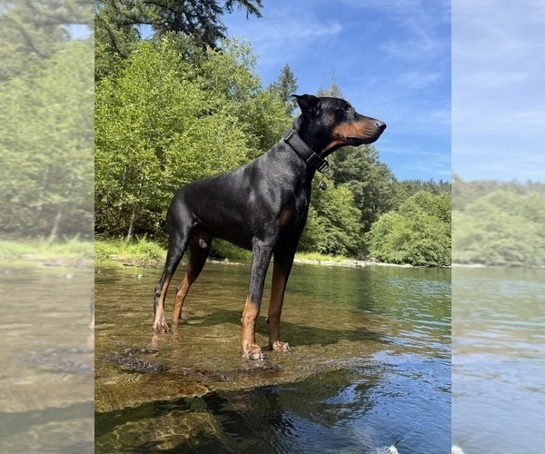 Medium Photo #1 Doberman Pinscher Puppy For Sale in MEDFORD, OR, USA