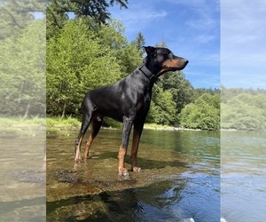 Father of the Doberman Pinscher puppies born on 07/02/2026
