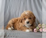 Small #2 Poodle (Miniature)