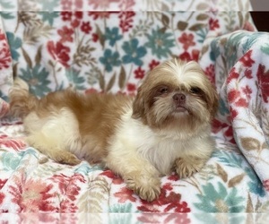 Shih Tzu Puppy for sale in LAKELAND, FL, USA