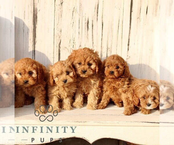 Medium Photo #2 Cavapoo (Miniature) Puppy For Sale in NEW HOLLAND, PA, USA