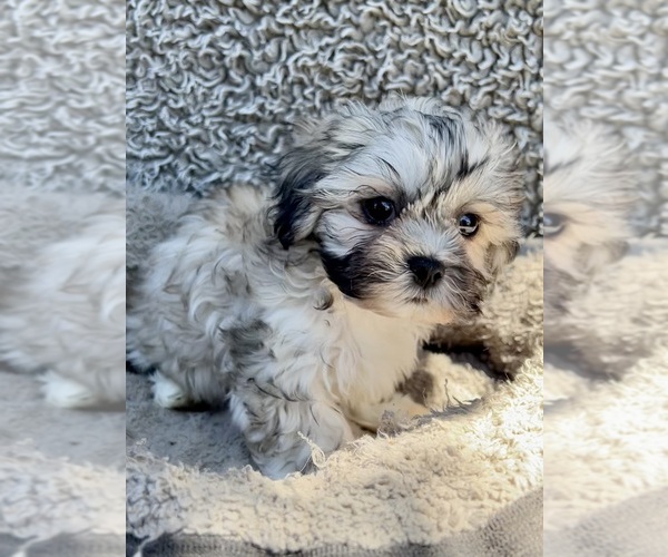 Medium Photo #4 Zuchon Puppy For Sale in RENO, NV, USA
