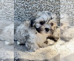 Small #3 Zuchon