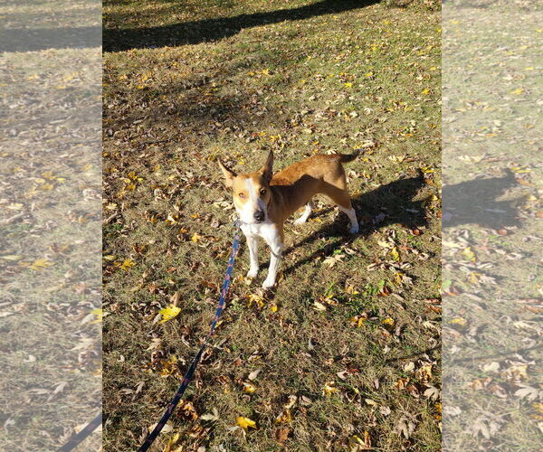 Medium Photo #15 Basenji-Unknown Mix Puppy For Sale in Minneapolis, MN, USA