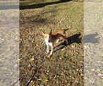 Small #14 Basenji Mix