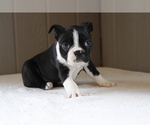 Small Photo #4 Boston Terrier Puppy For Sale in SHILOH, OH, USA