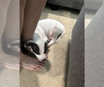 Small Photo #8 American Staffordshire Terrier-Unknown Mix Puppy For Sale in Holly Springs, NC, USA