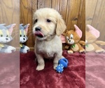 Small #3 Golden Retriever